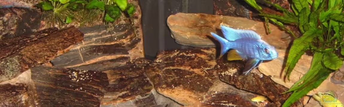 Becken 12627 von Mattes