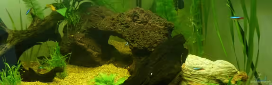 Becken 12654 von nik