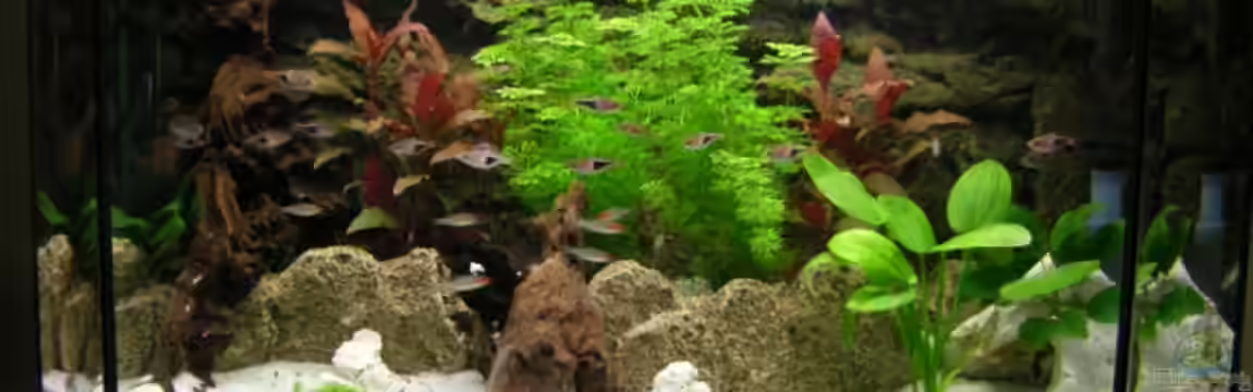 Becken 12688 von mick