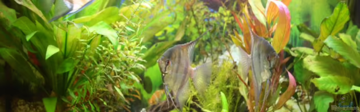 Becken 12693 von Kevin Heidel