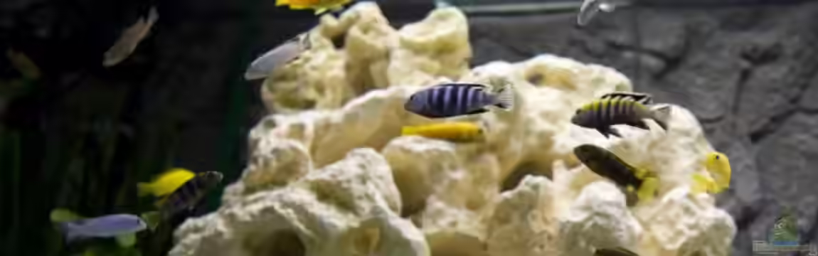 Becken 12713 von Michael Geyer