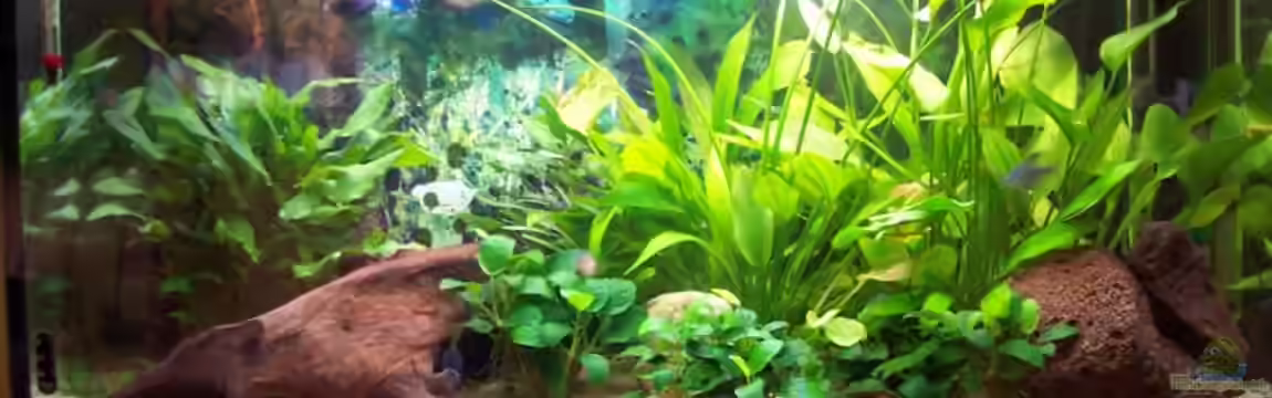 Becken 12717 von Sascha K.