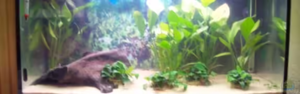 Becken 12719 von Sascha K.