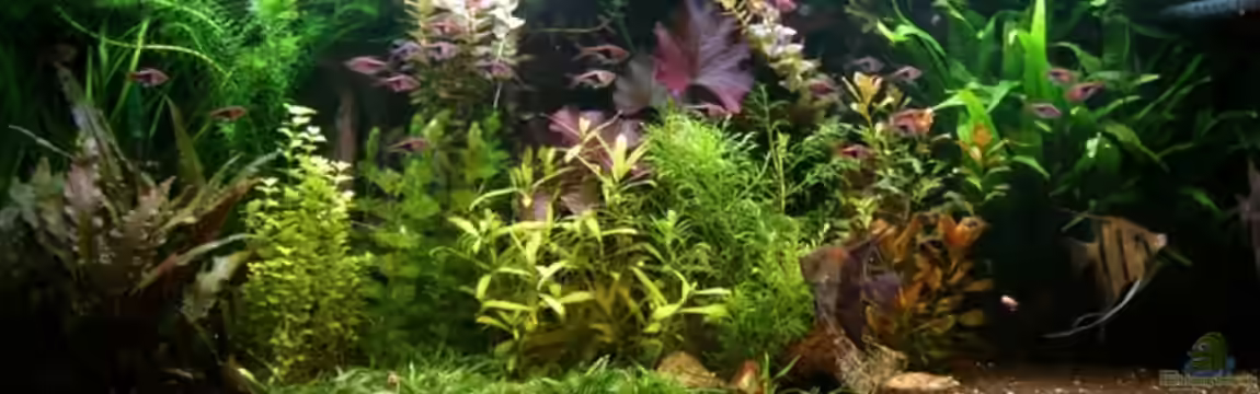 Becken 1272 von Stefan Winkler