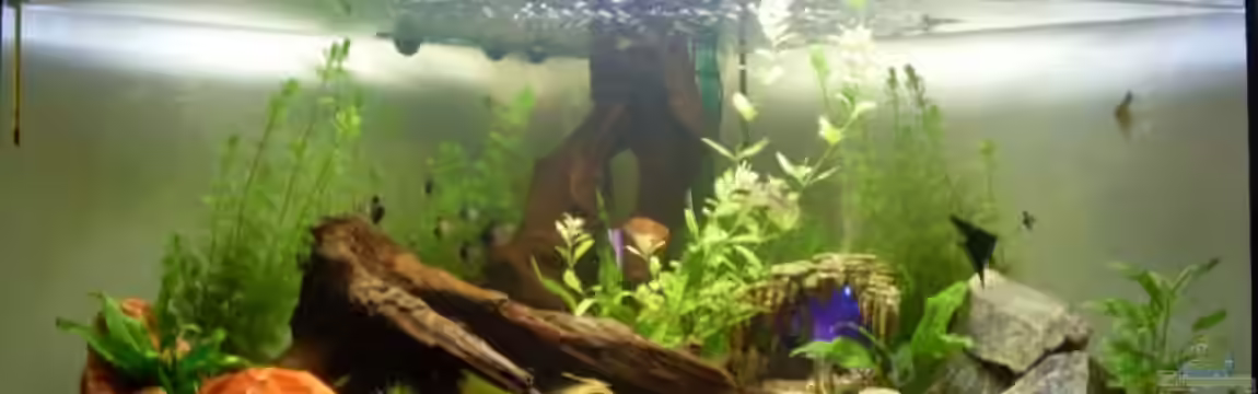 Becken 12720 von MicDunDee