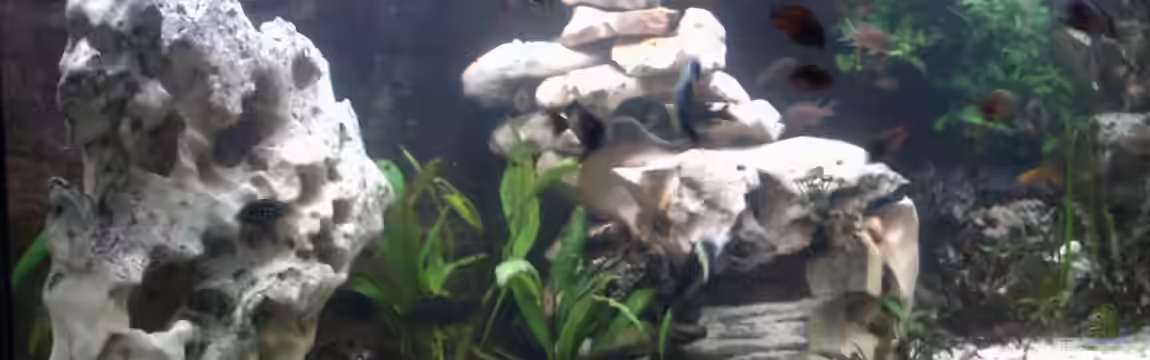 Becken 1275 von Aqua92