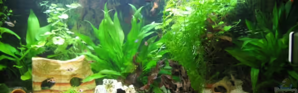 Becken 12758 von Stefan Holzmann