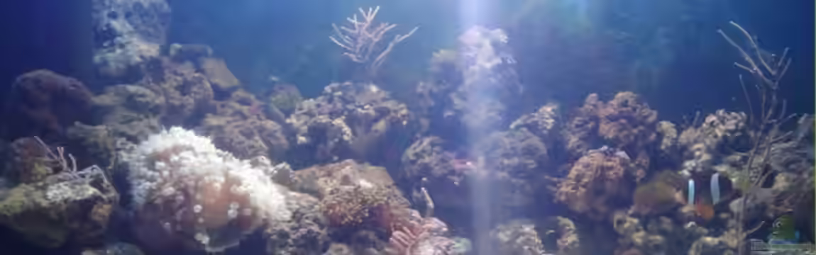 Becken 12777 von Staff19