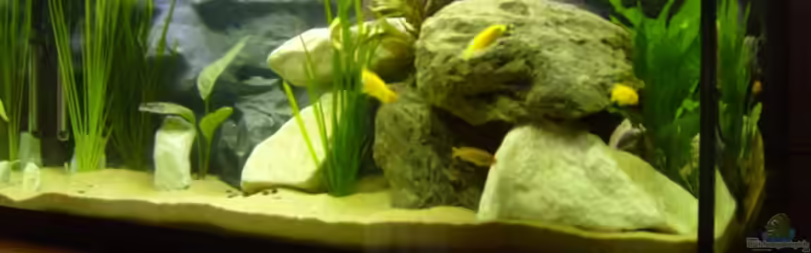 Becken 12798 von Ingo Pöck