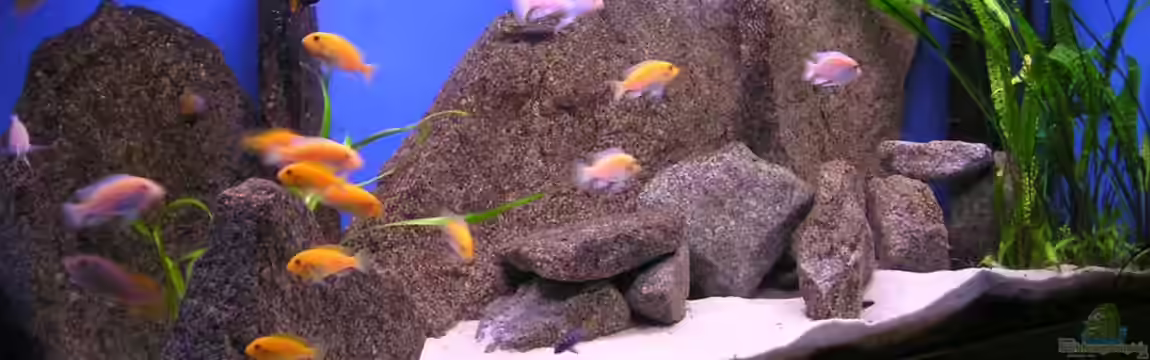 Becken 128 von Alexander Steinkellner