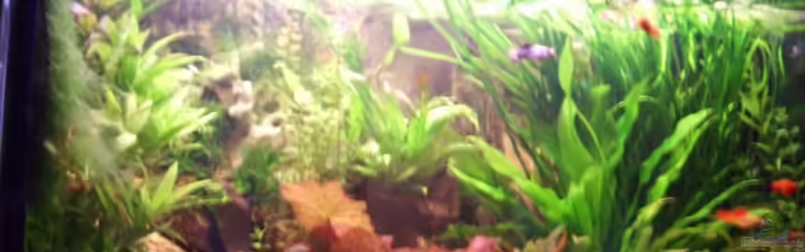 Becken 12802 von welle30