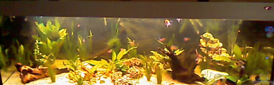 Becken 12820 von Carmen Bernhardt