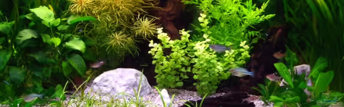 Becken 12830 von ><(((°> Jennyna <°)))><