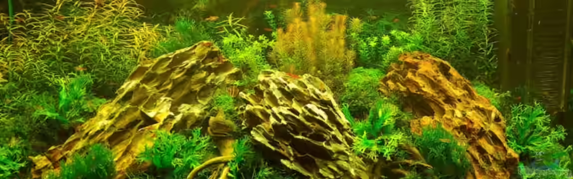 Becken 12867 von Jo The Fish