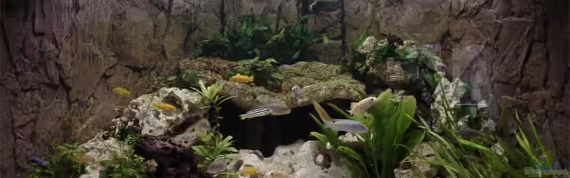 Becken 1288 von Sven Koch