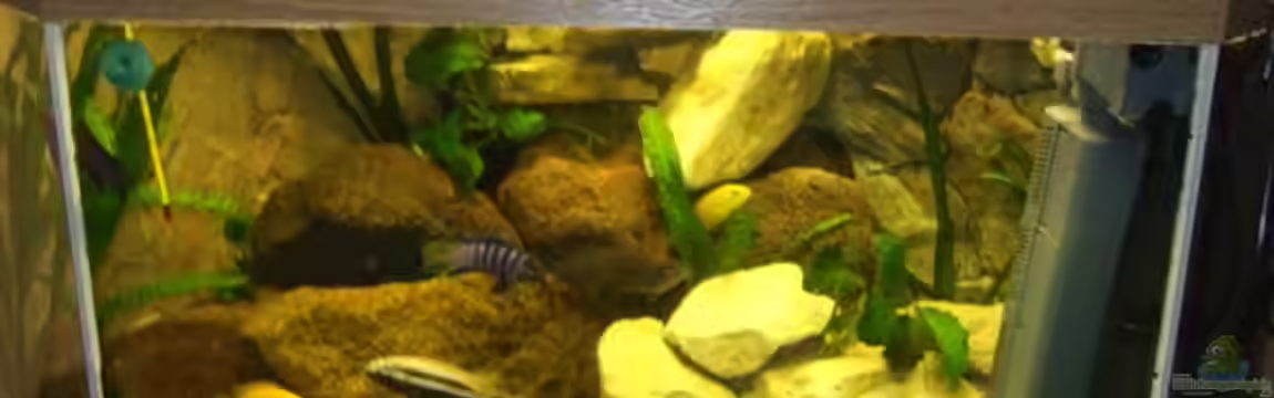 Becken 12882 von Esslinger