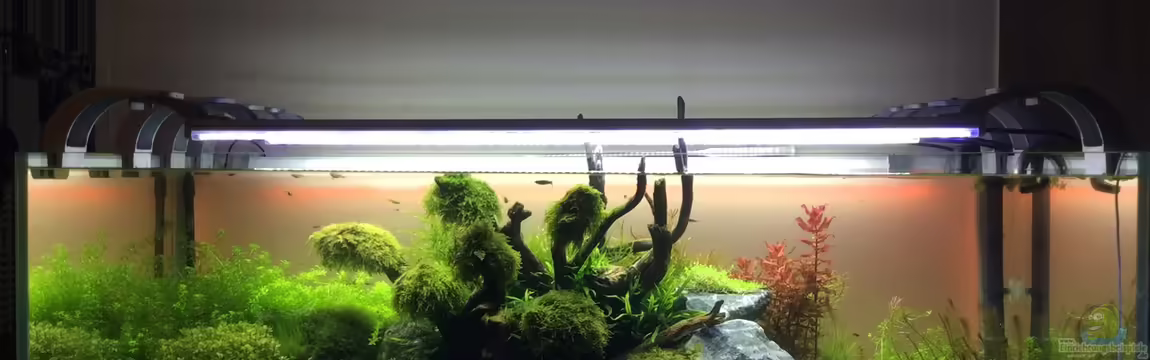 Becken 12887 von Dariua Waletzko