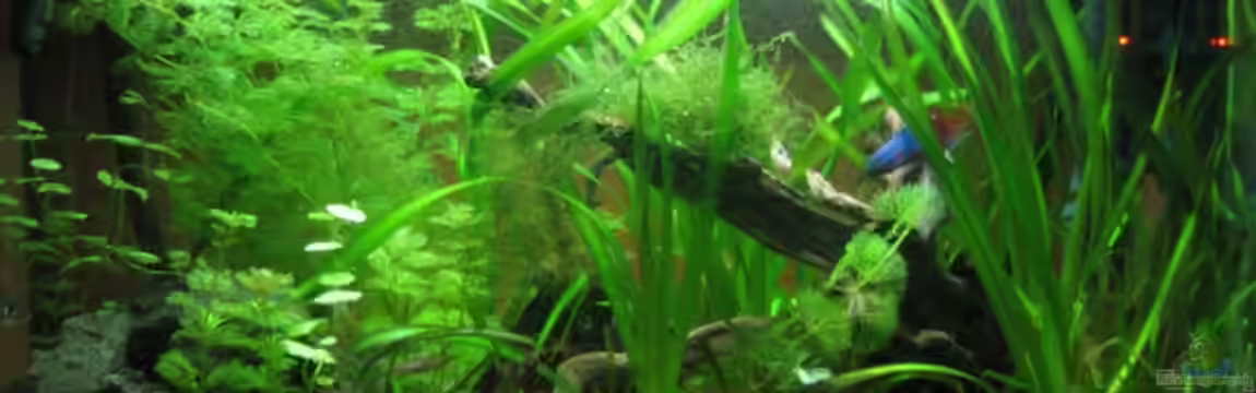 Becken 12894 von Frank Förster