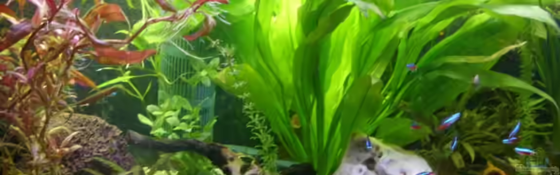 Becken 12896 von Markus Vetter