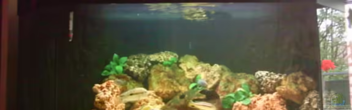 Becken 1290 von Rene Wenzel