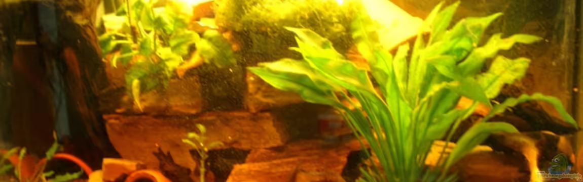 Becken 12901 von Mirtscho