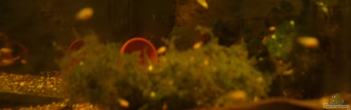 Becken 12902 von Mirtscho