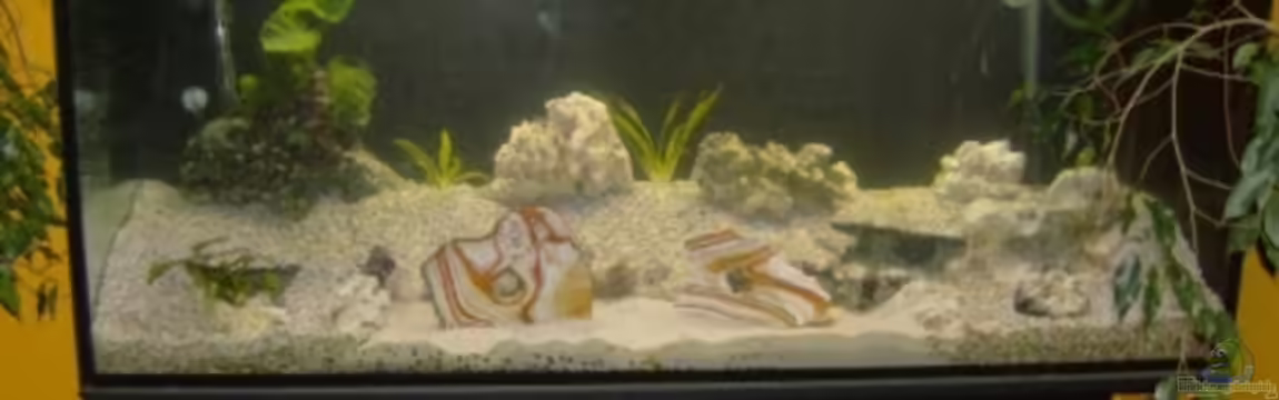 Becken 12912 von Rochen