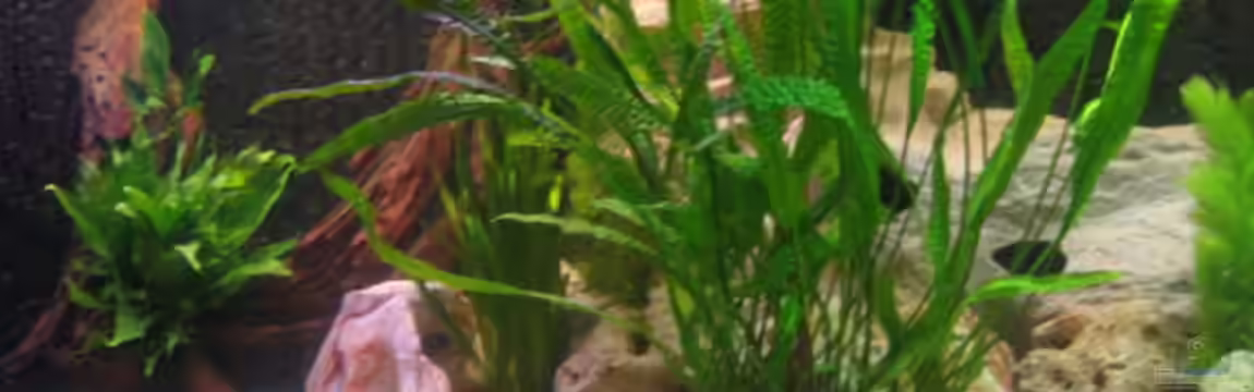 Becken 1292 von Vicky Gröbl