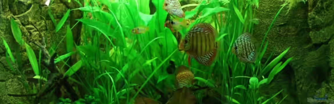 Becken 12948 von Schlegi