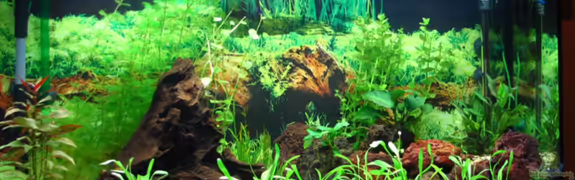 Becken 1295 von Nicole Welz