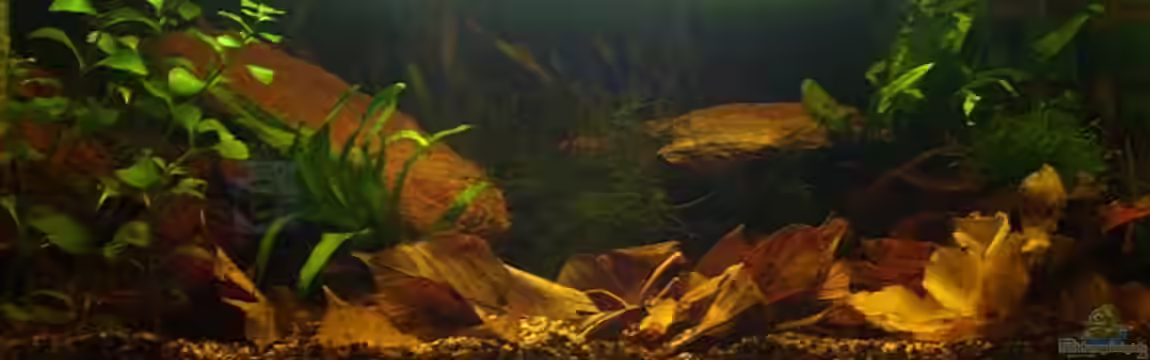 Becken 12951 von Jonas Heitzer