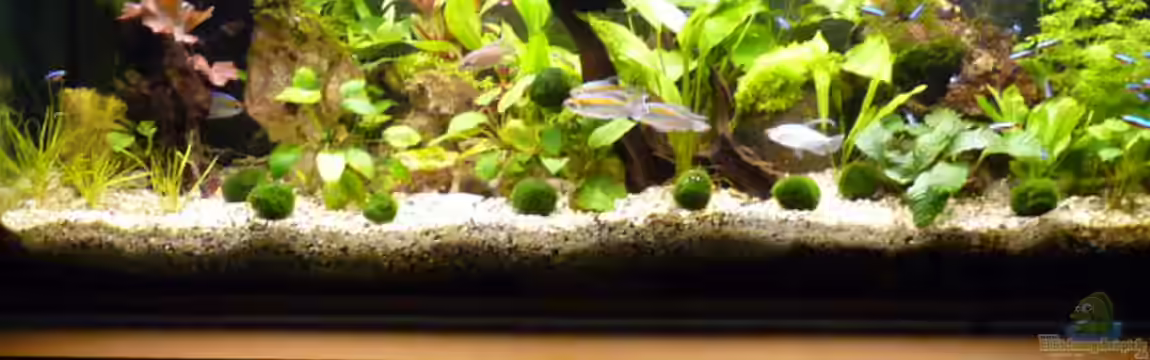 Becken 12968 von Pogobeer