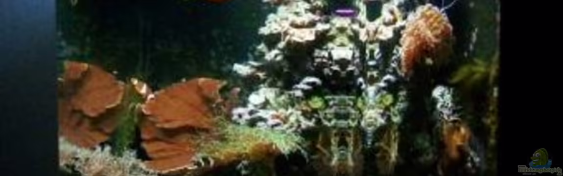 Becken 12980 von andi1