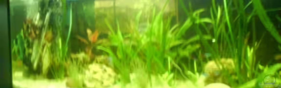 Becken 12987 von Blaubarschbube