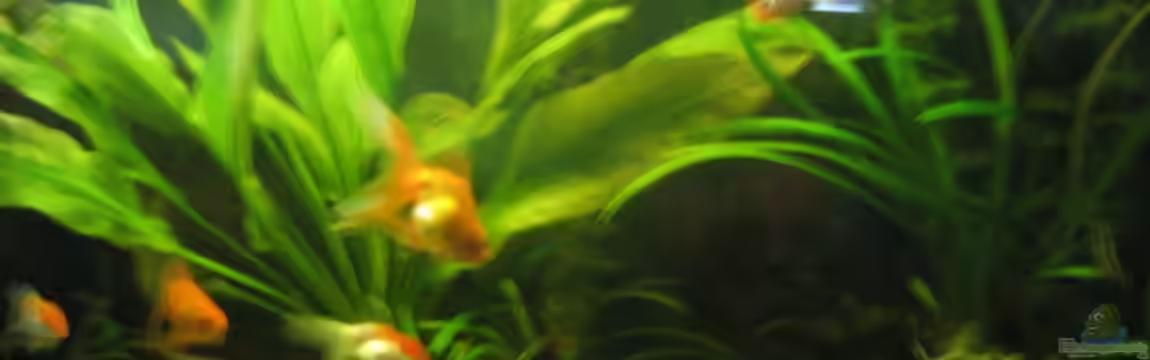 Becken 12997 von Goldy