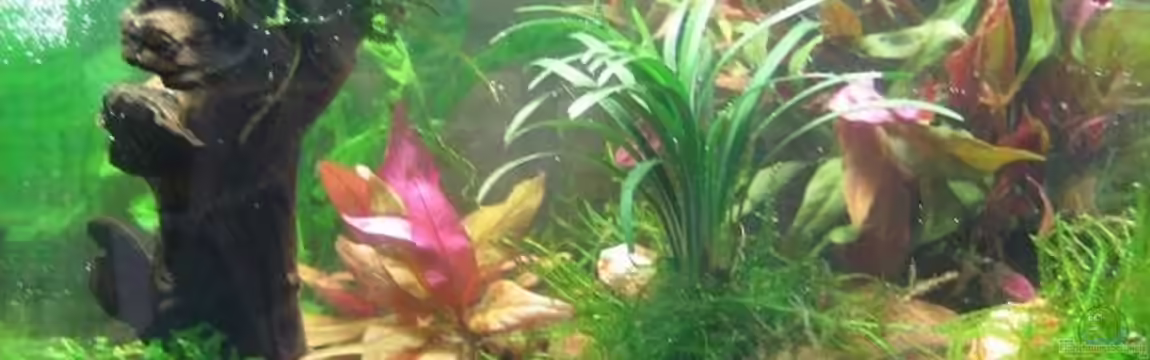 Becken 13028 von Yasmeen