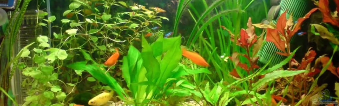 Becken 13037 von ThomasS.