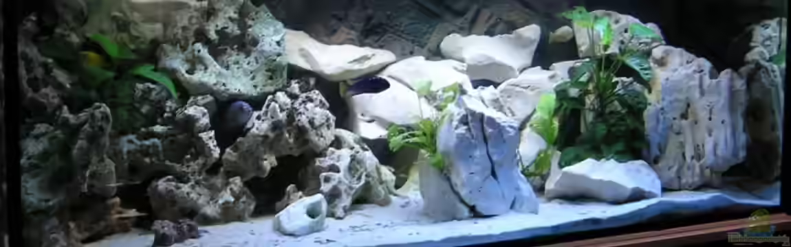 Becken 13068 von Tiger81