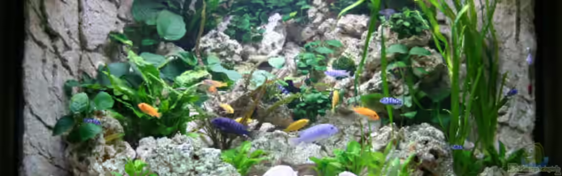 Becken 13084 von Demasoni Fan