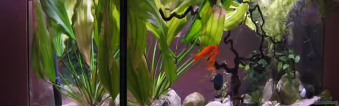 Becken 13091 von Una