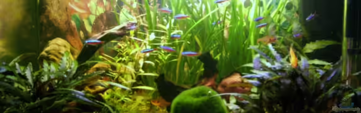 Becken 13094 von Phillip Balters