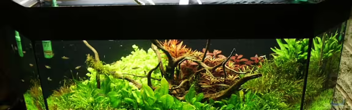 Becken 1311 von Ingrid Jung