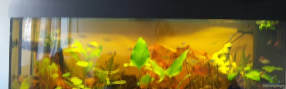 Becken 13134 von El eunotus