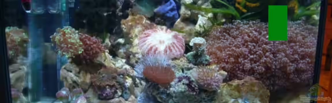 Becken 13135 von Kadijah