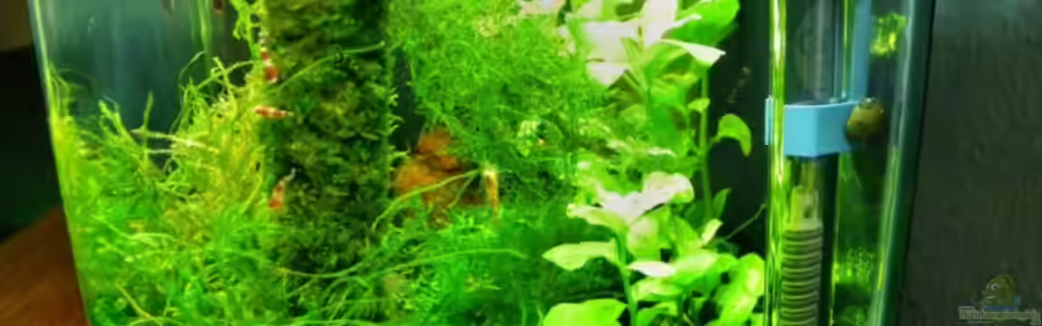 Becken 13157 von Susi