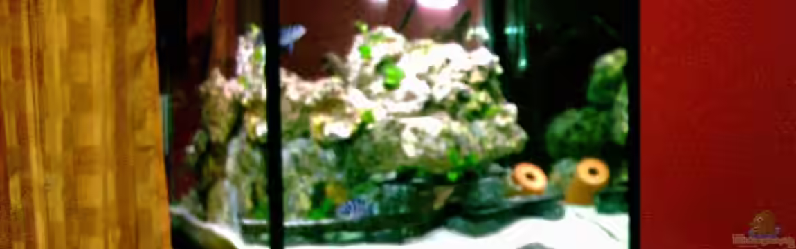 Becken 1317 von Detlef Fuchs