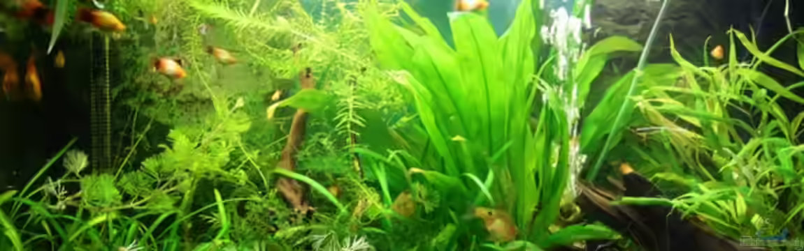 Becken 13188 von Frank1977