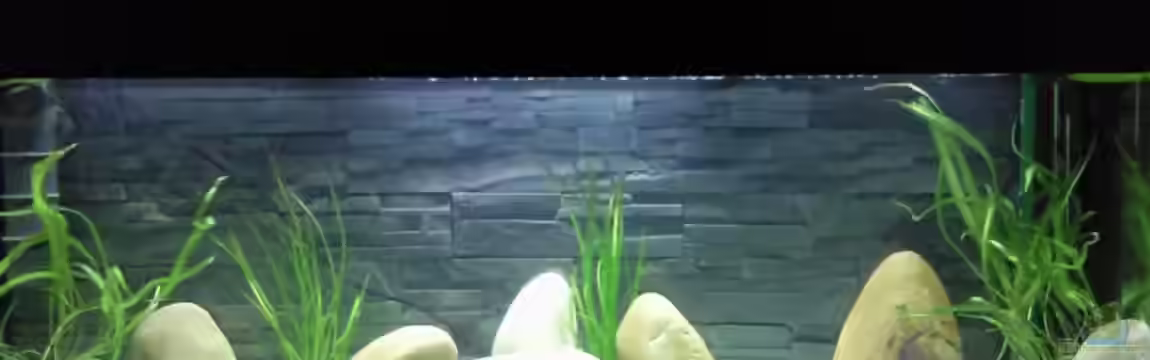 Becken 13190 von pikespik