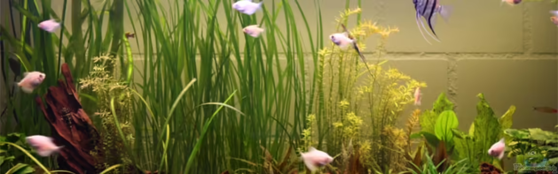 Becken 13197 von Lewino