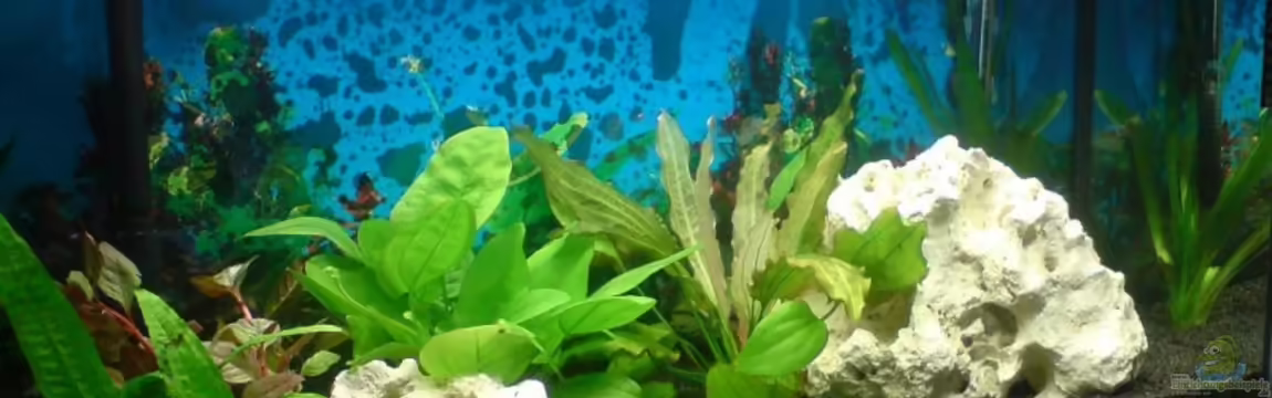 Becken 13209 von Maik+Lene